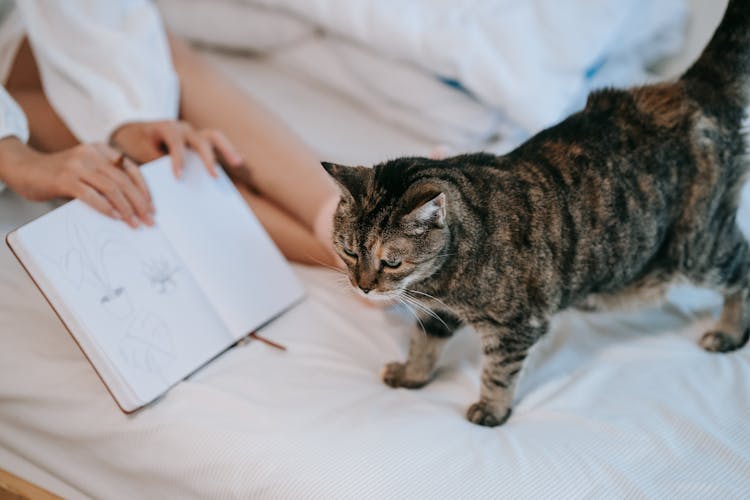 Brown And Black Tabby Cat On White Bed