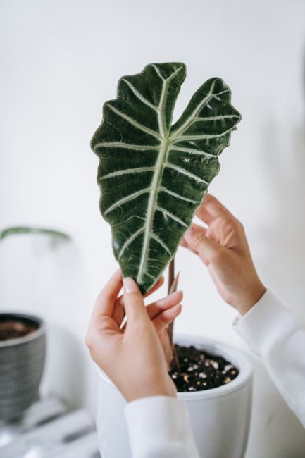 Detailed close-up shot of hands gently holding a green Alocasia plant leaf in a pot.