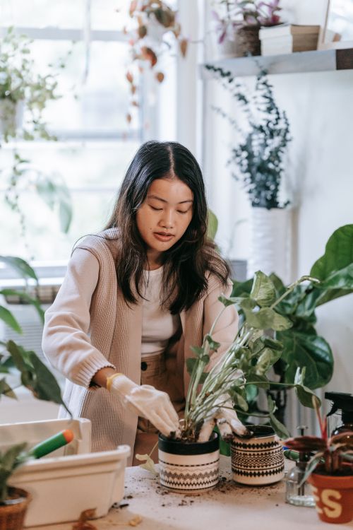 Free A woman carefully tending to plants indoors, showcasing indoor gardening passion. Stock Photo