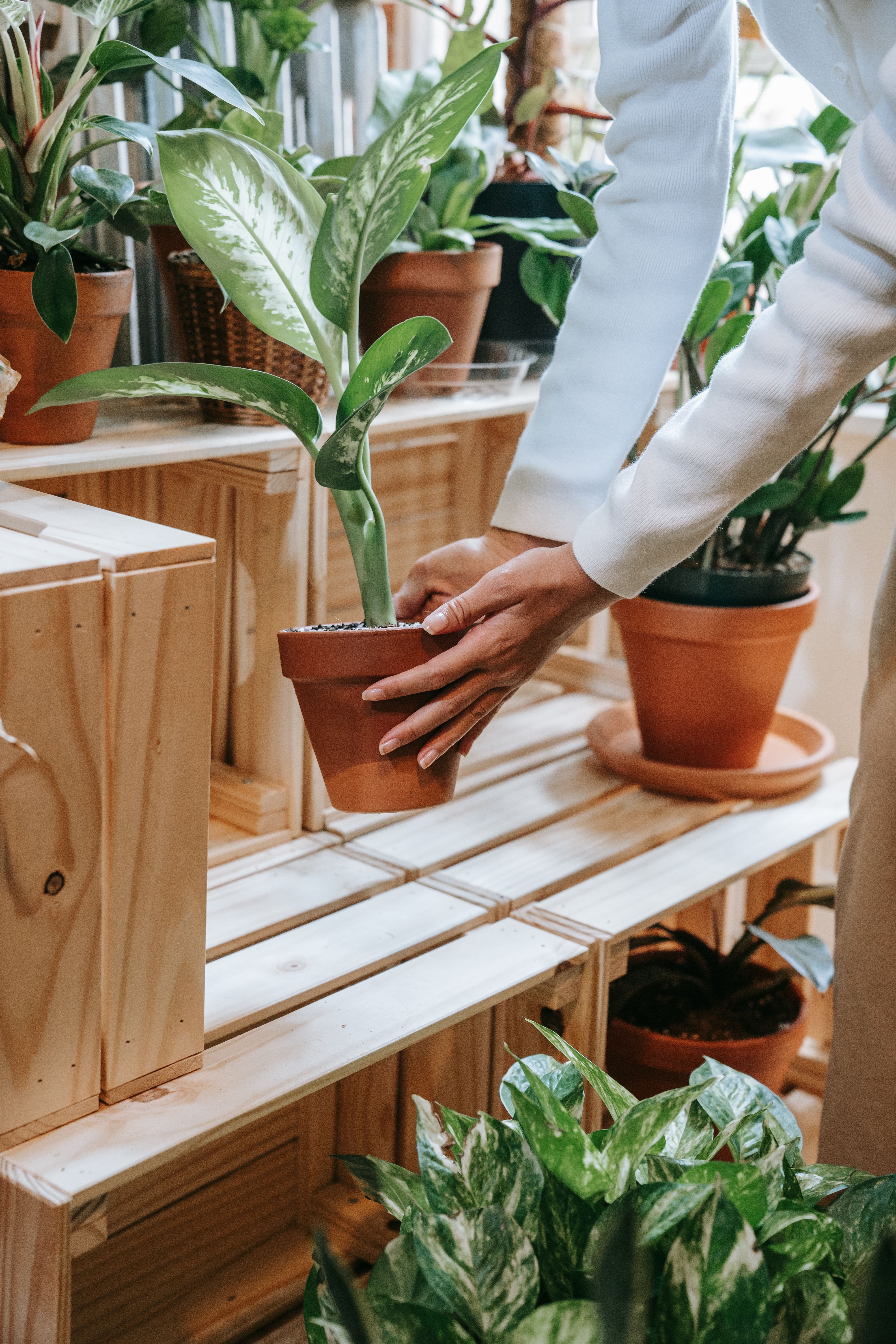 Close-Up Shot of Person Holding a Green Plant in a Pot · Free Stock Photo