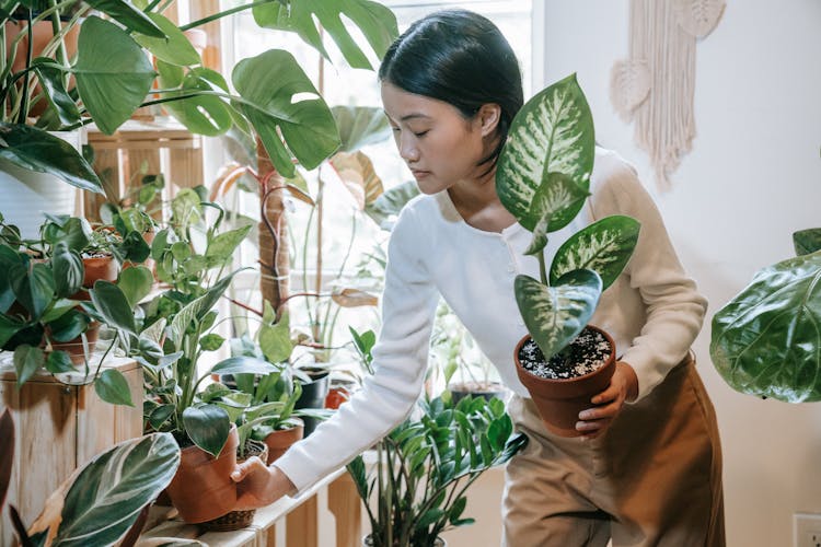 Woman Arranging The Plants