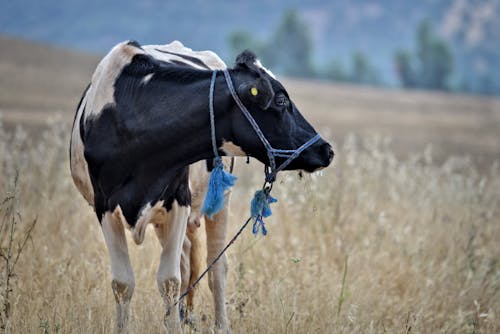 Безкоштовне стокове фото на тему «корова, сільська місцевість, сільський»