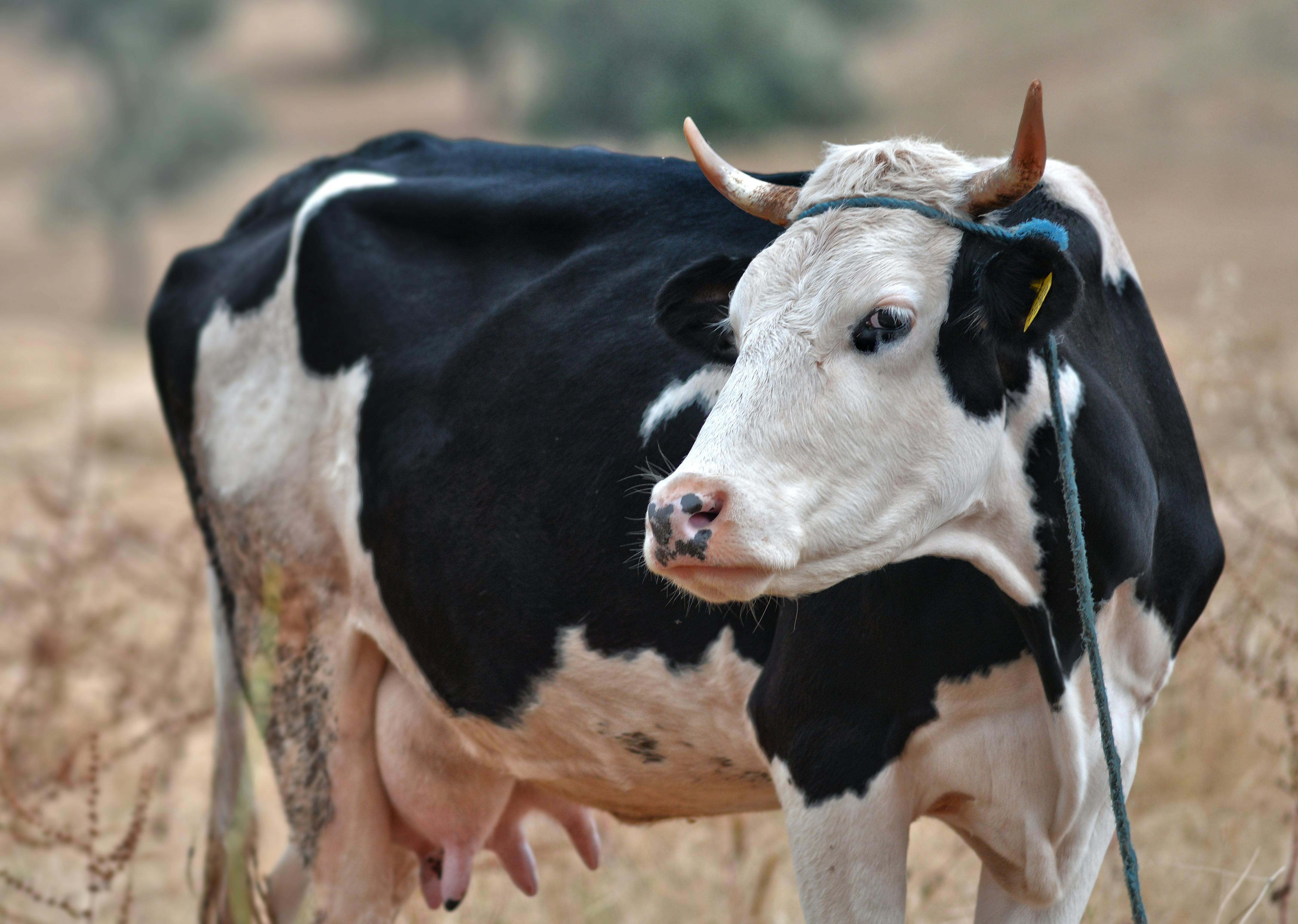 grátis Foto profissional grátis de África, agrícola, agricultura Foto profissional