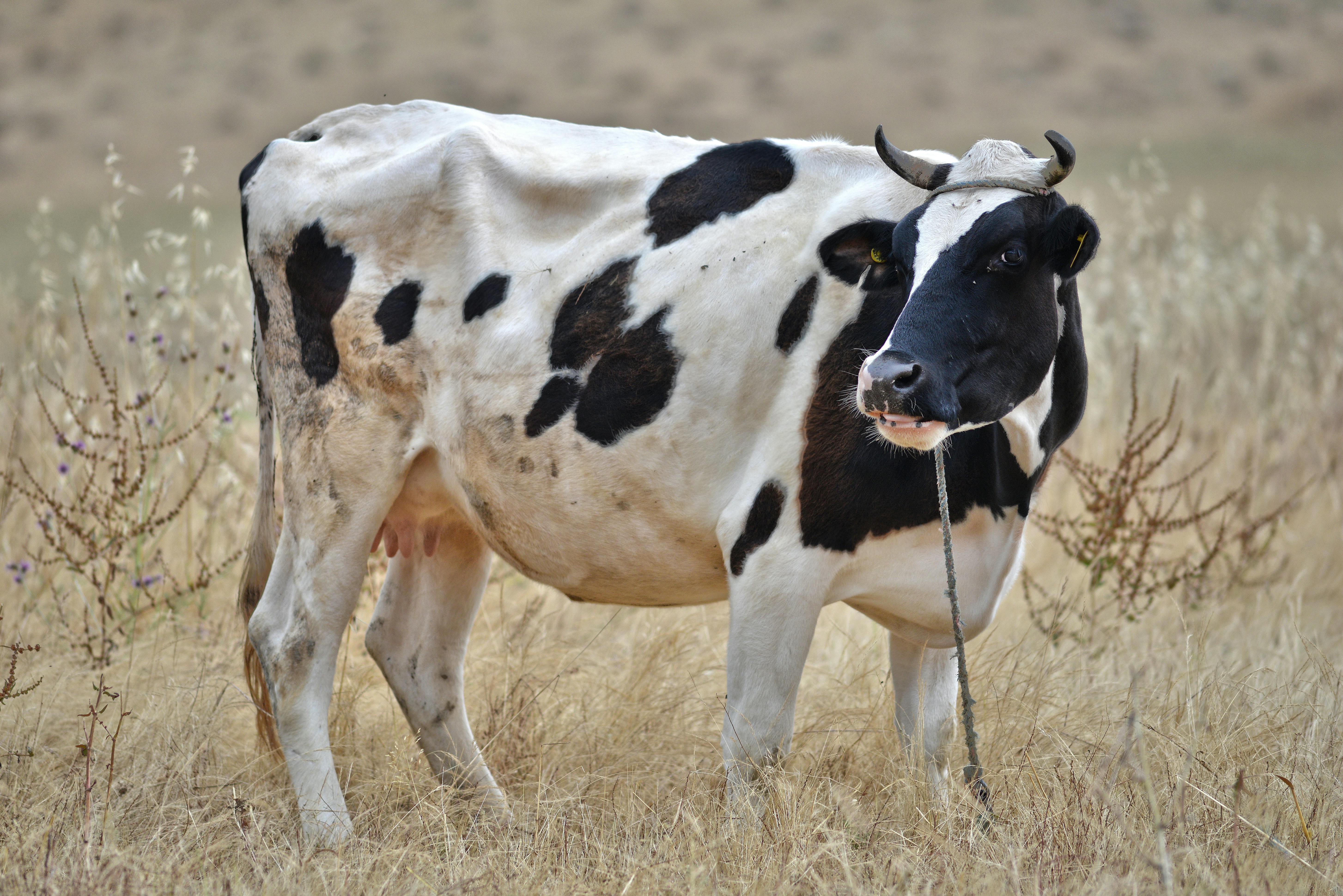 Gratuit Photos gratuites de afrique, agriculture, animal Photos