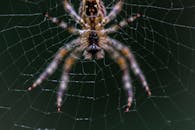 蜘蛛网的宏观镜头展示了其详细的结构和模式