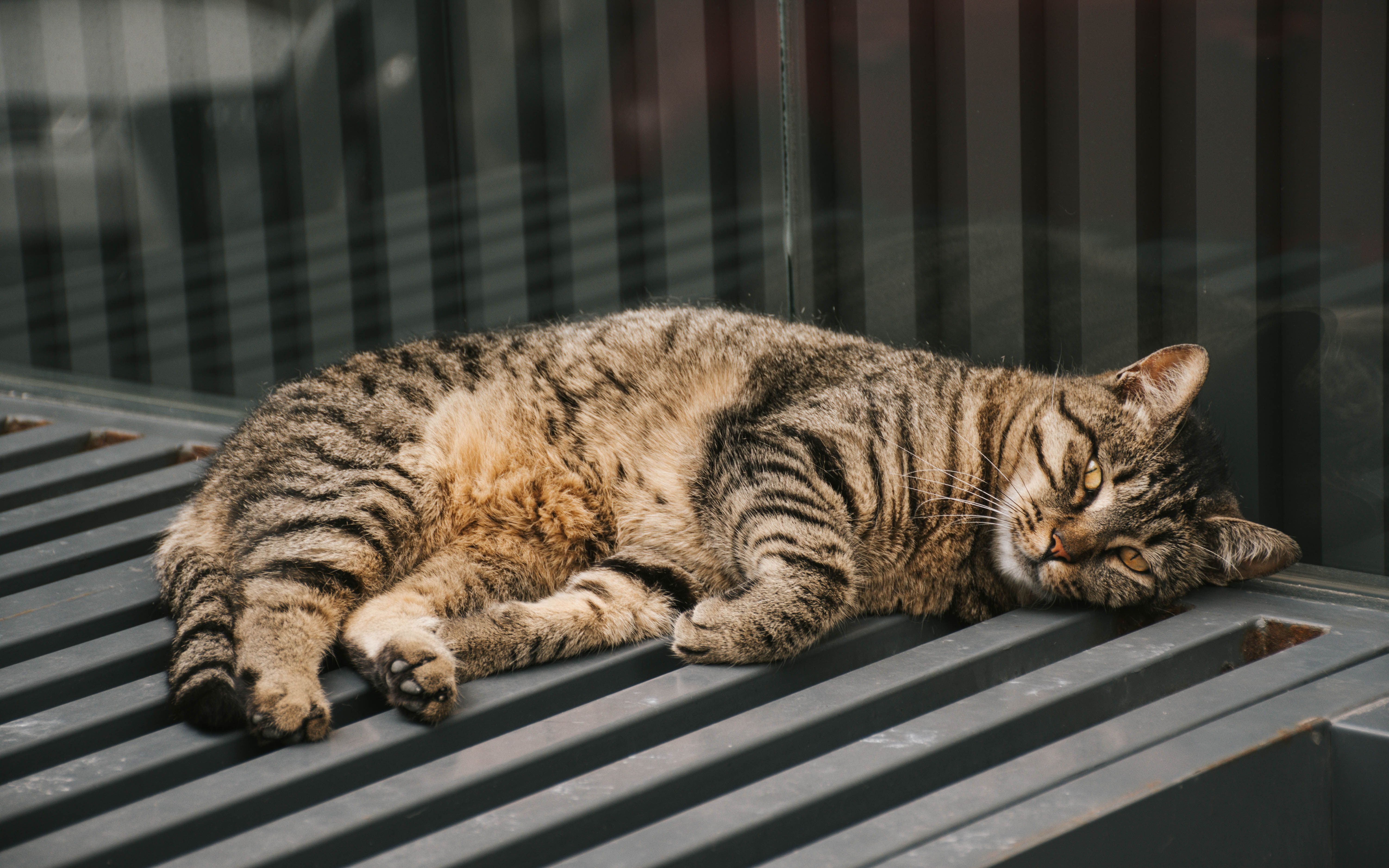 Brown and Black Tabby Cat Lying on Metal Bench · Free Stock Photo