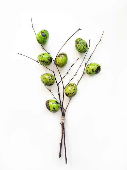 Green Quail Eggs on Tree Branch