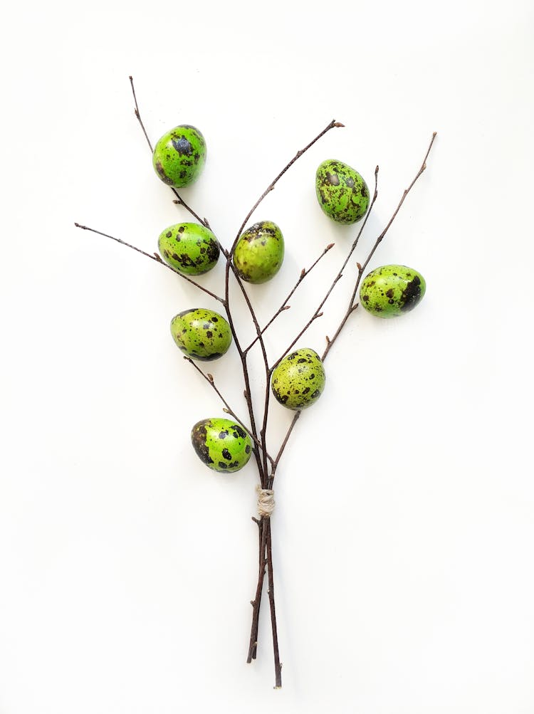 Green Quail Eggs On Tree Branch