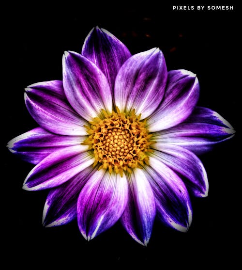 フラワーズ, 美しい花, 花の無料の写真素材