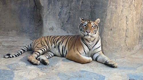 Free stock photo of tiger, zoo