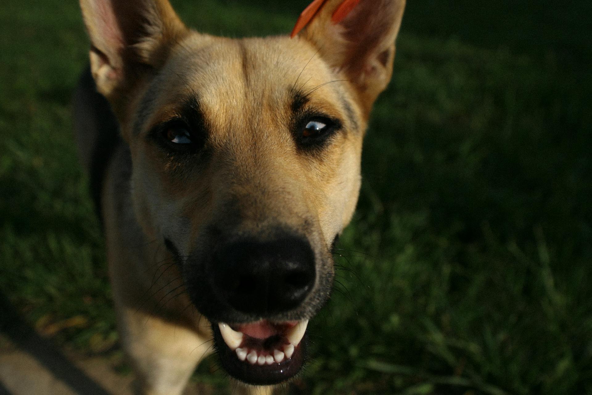 Bruine kortharige hond staat op groen gras