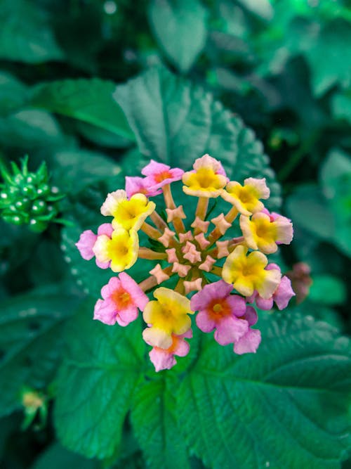 Fotos de stock gratuitas de amarillo y rosa, brote, floreciente