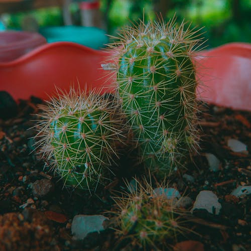 Gratis stockfoto met bloempot, cactus, cactussen