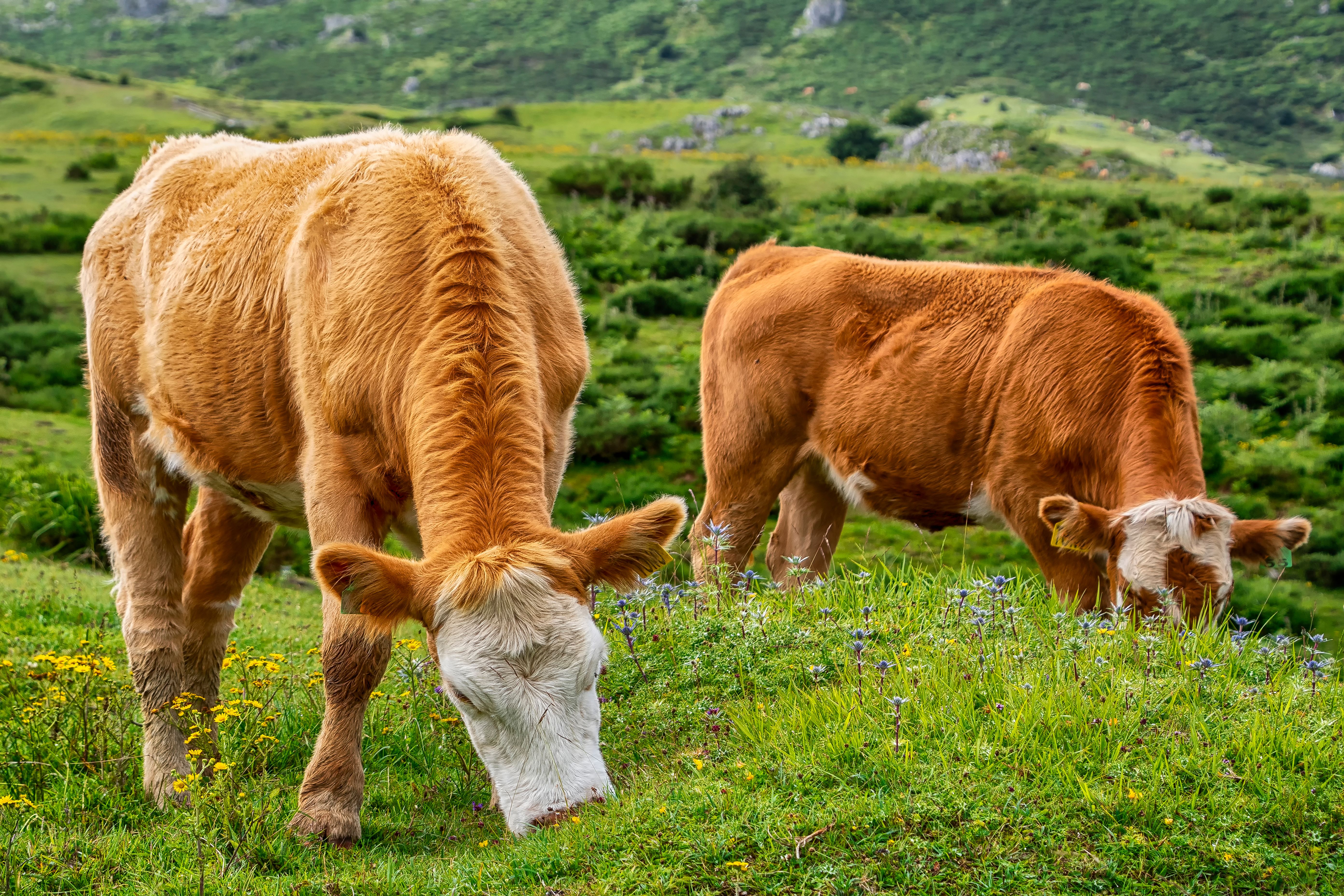 Elanco Animal Health: New Products To Support Growth (NYSE:ELAN) — Photo by Enrique on Pexels