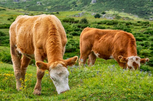 吃, 吃草, 奶牛 的 免費圖庫相片