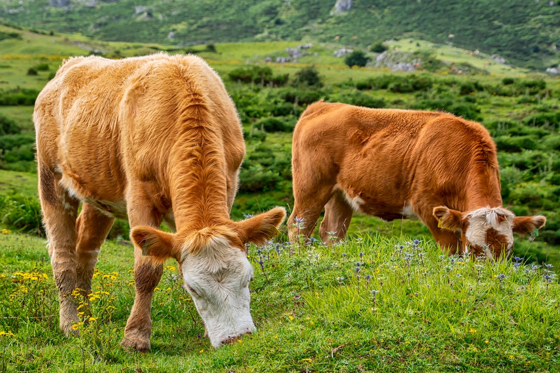 吃, 吃草, 奶牛 的 免费素材图片