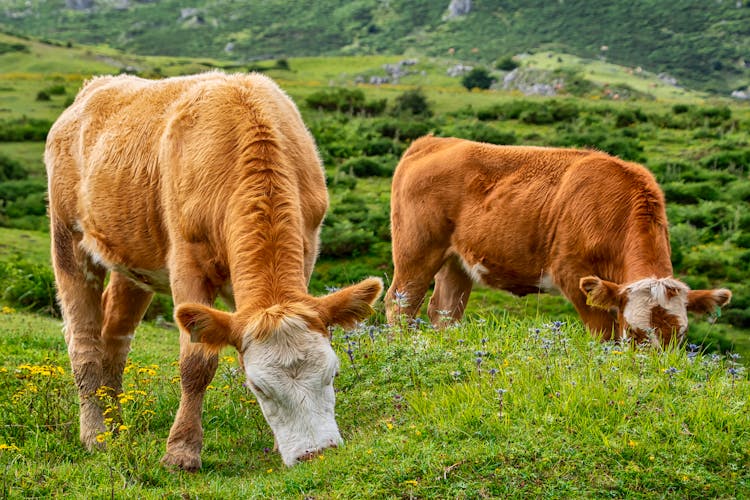 Brown Cows Eating Grass On Green Grass Field