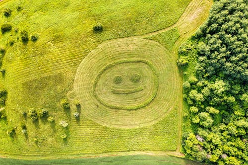 Aerial View of a Grassy Field