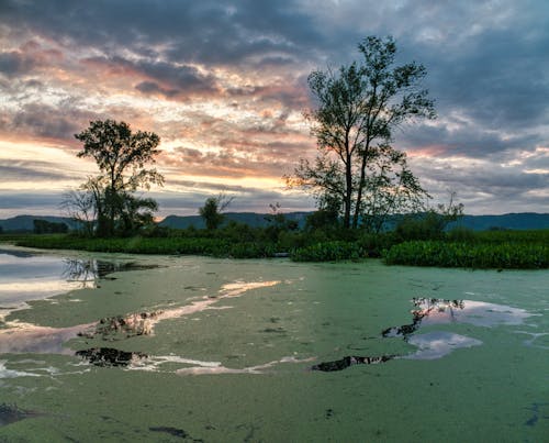 Green Trees Near Mossy Body of Water