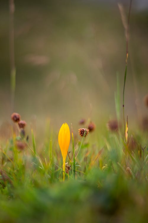 Free Yellow Flower in Green Grass Field Stock Photo