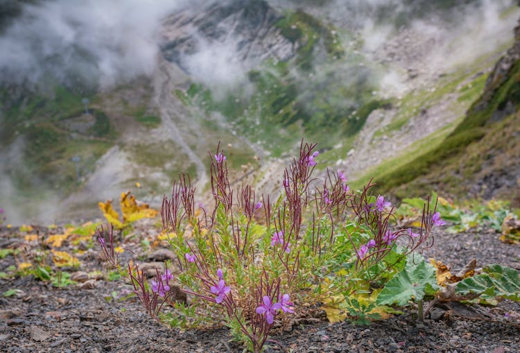 Purple Flowers With Green Leaves On Gray Ground