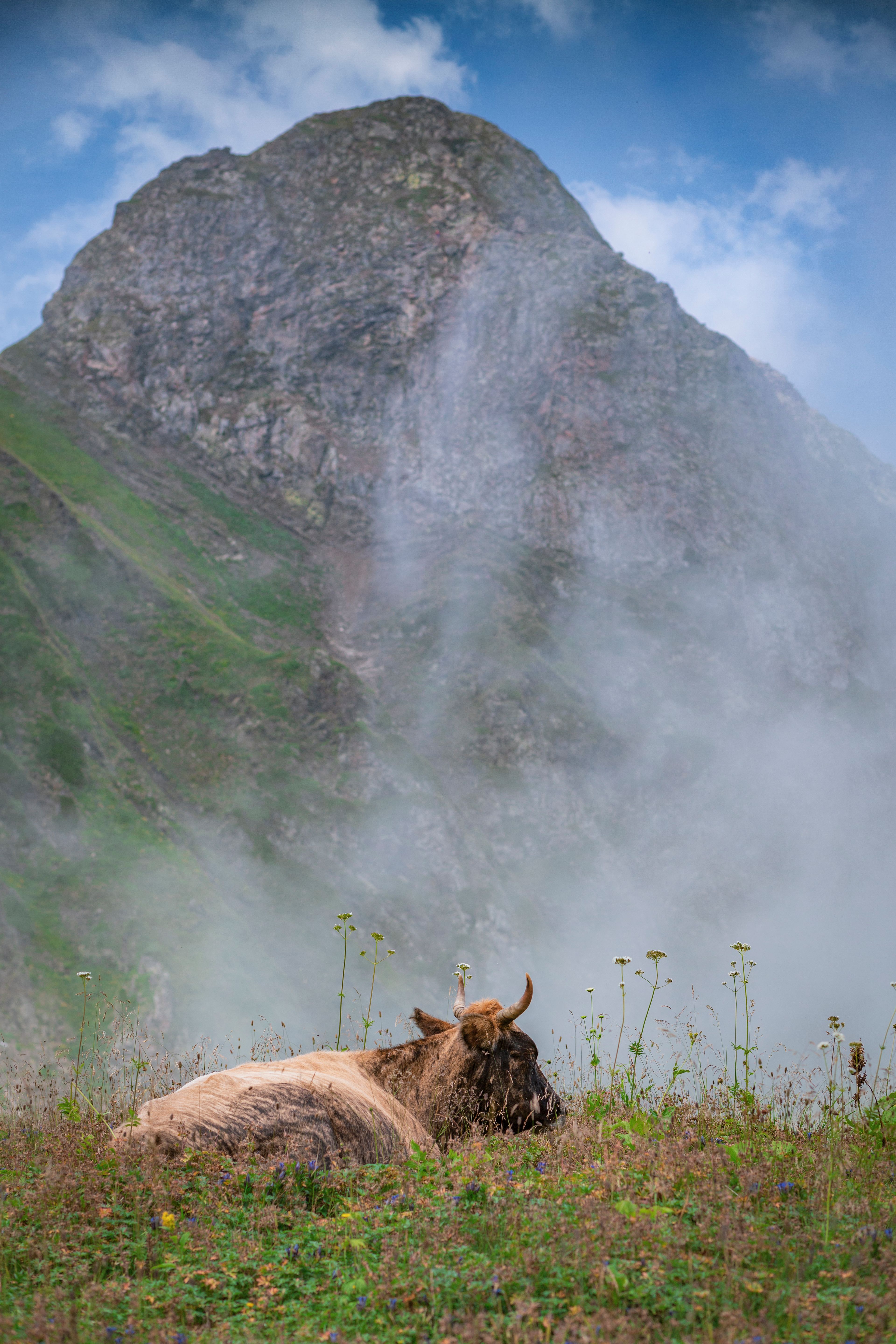 Brown Cow on Grass Field Near Mountain · Free Stock Photo