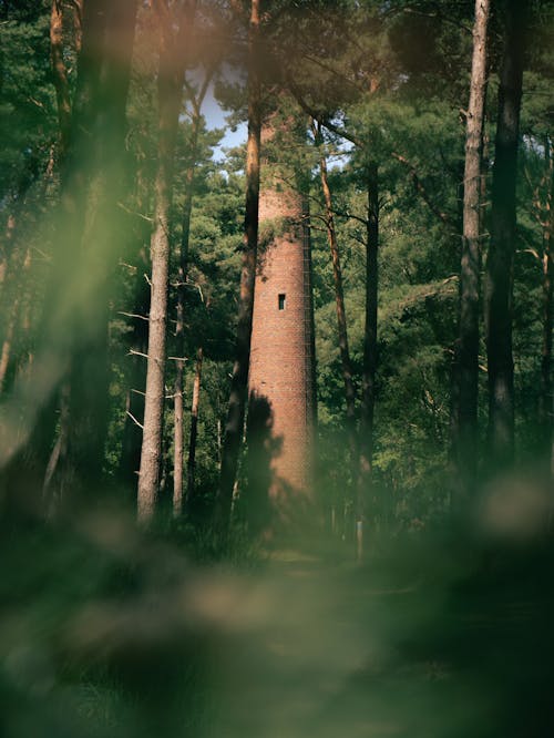 Безкоштовне стокове фото на тему «вежа, дерева лісу, дерево»