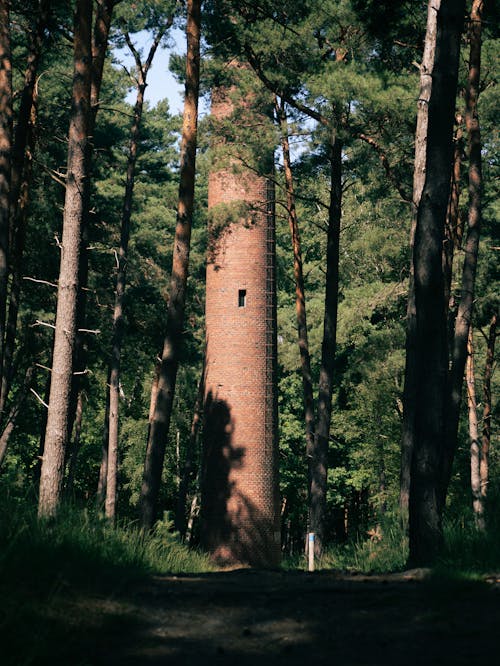 Безкоштовне стокове фото на тему «вежа, дерева лісу, дерево»