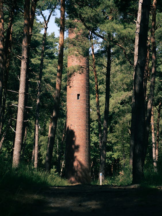 Foto profissional grátis de árvore, ecológico, floresta