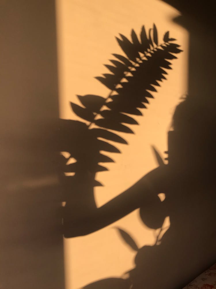 Shadow Of Leaves On The Wall