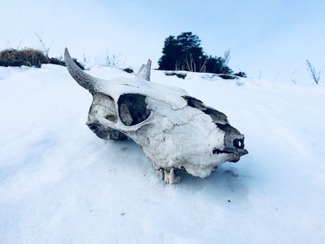A stark animal skull rests on a snowy landscape, illustrating winter's harshness.