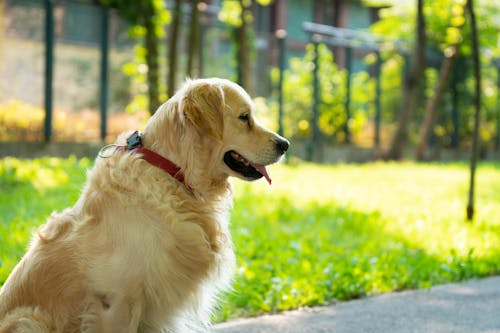 Free Side View of a Golden Retriever Dog Stock Photo