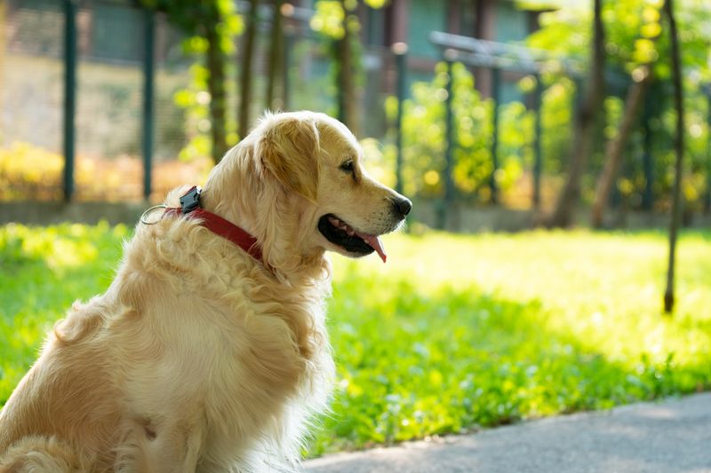 Golden Retriever sitting on sunny grass