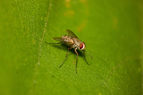 Macro Shot of a Fly on a Leaf