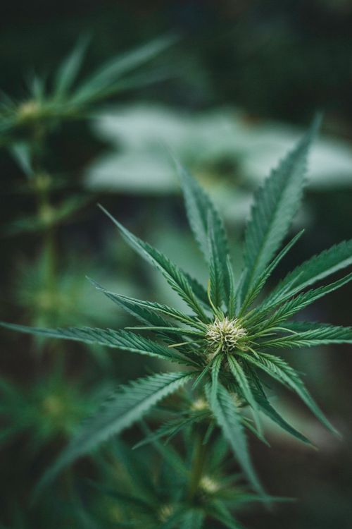 Free Detailed look at vibrant cannabis leaves, showcasing natural beauty and botanical details. Stock Photo