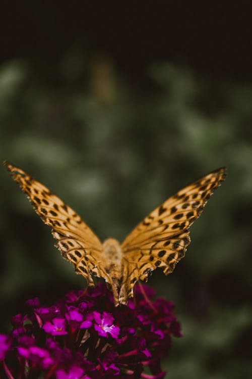 Free A Butterfly Pollinating on Purple Flowers Stock Photo