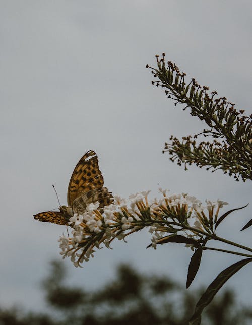 Close-Up Shot of Indian Fritillary on Blooming White Flowers
