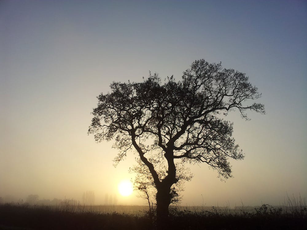 Δωρεάν στοκ φωτογραφιών με δέντρο, δύση του ηλίου, φύση Φωτογραφία από στοκ φωτογραφιών