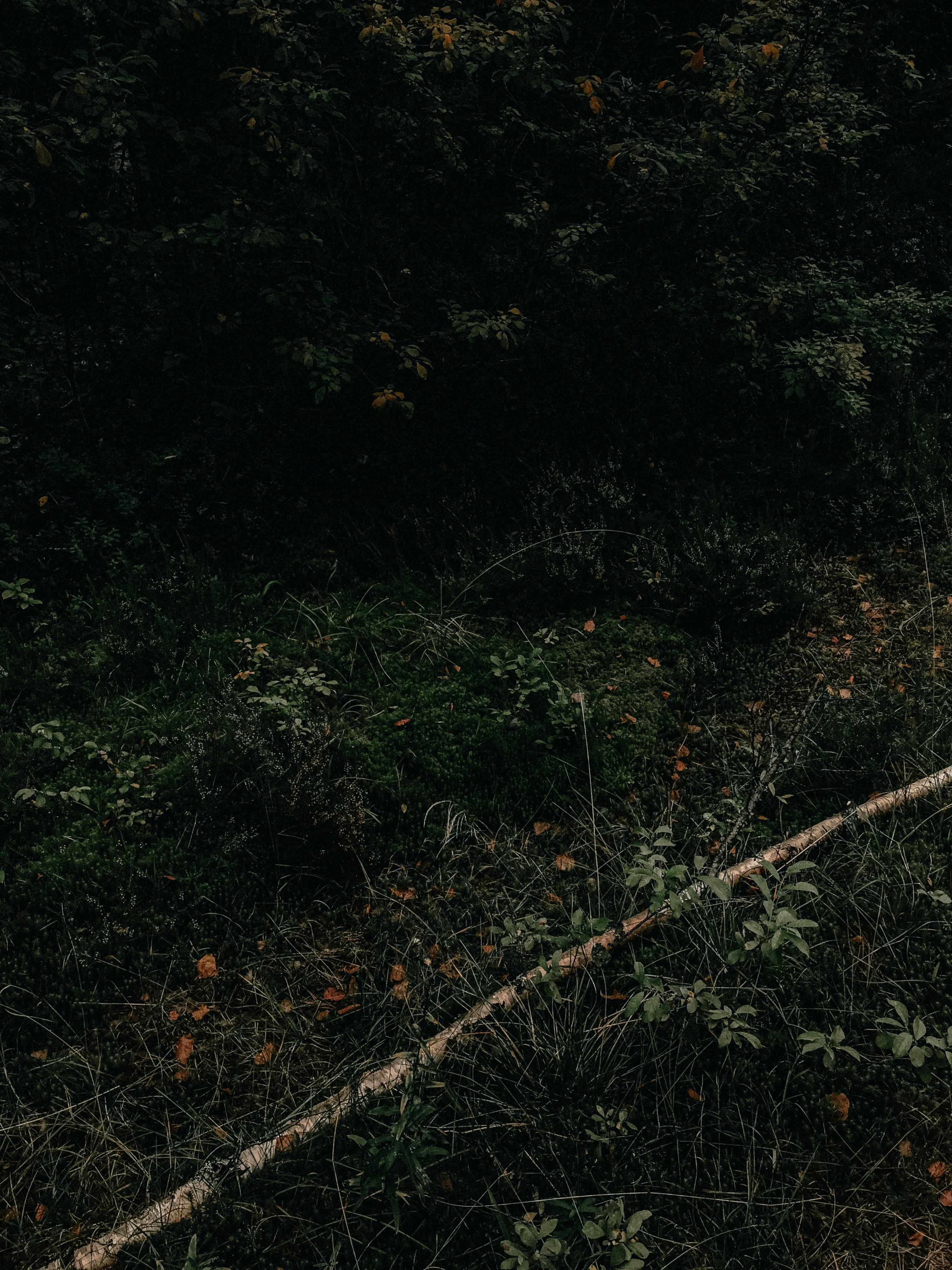 免費 @戶外, 不變, 原本 的 免費圖庫相片 圖庫相片