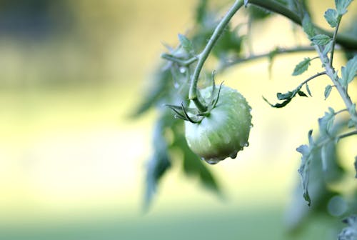 Immagine gratuita di avvicinamento, colore verde, crescita