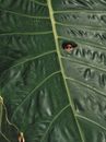 Red Ladybug on Green Leaf