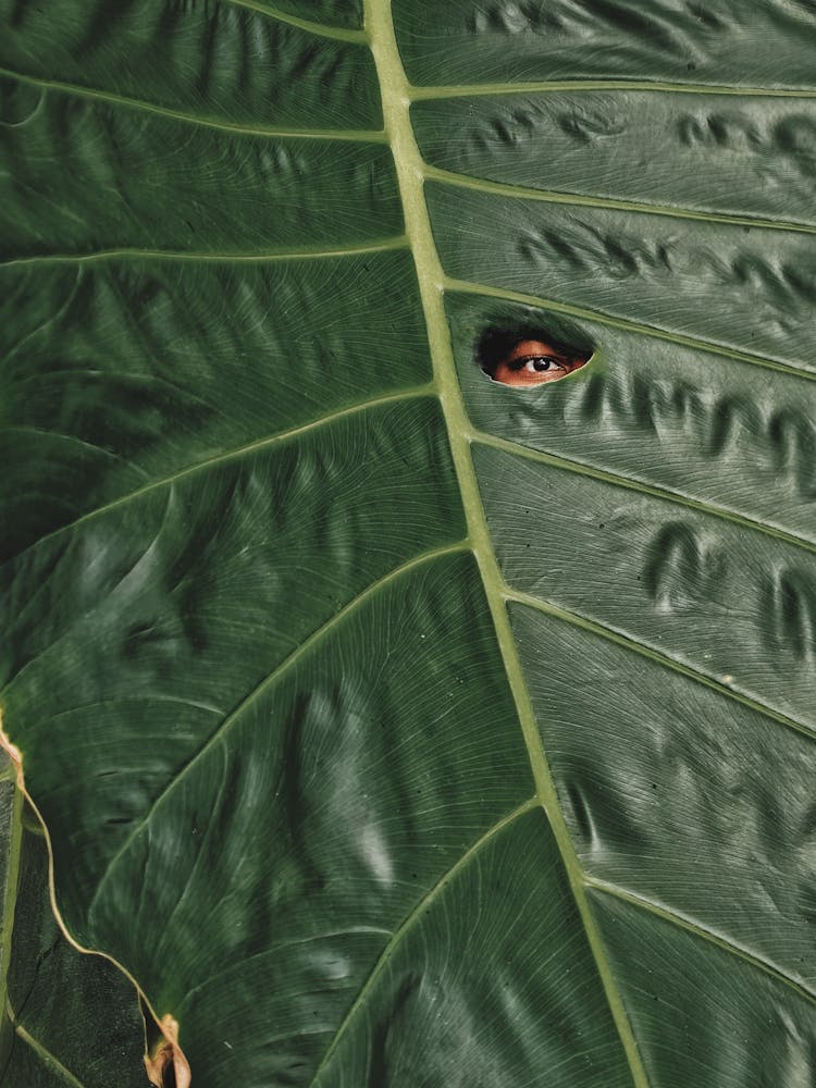 Photo Of A Person Looking Through A Leaf Hole