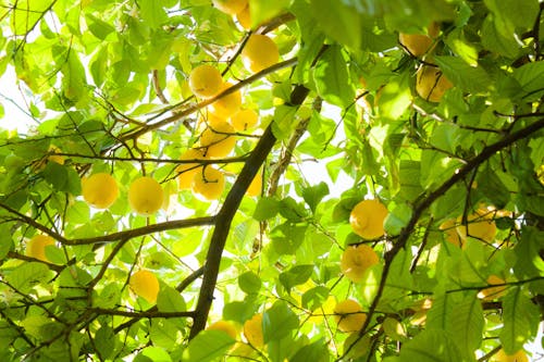 Free stock photo of green, lemon, lemons