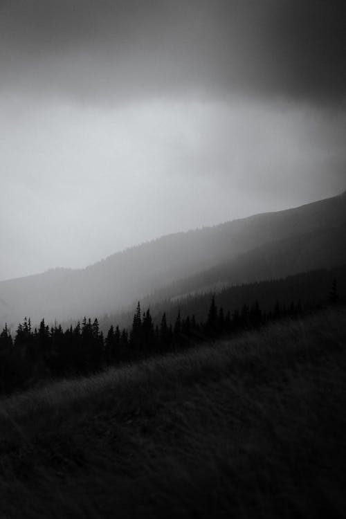 Grayscale Photo of Trees on Mountain