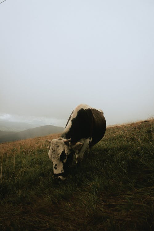 Imagine de stoc gratuită din animal, bovine, câmp