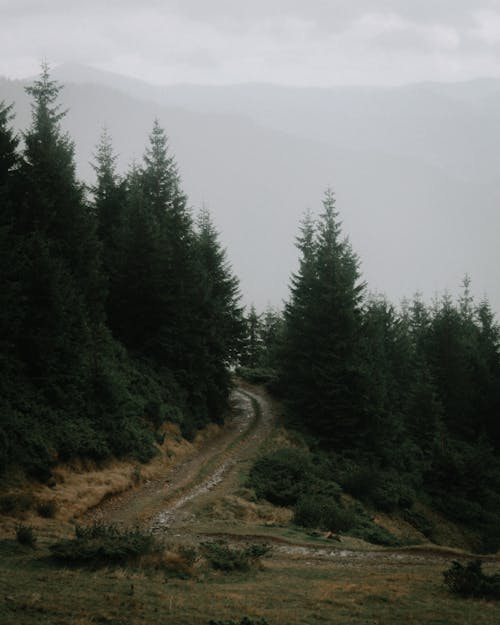 Immagine gratuita di alberi sempreverdi, campagna, fuori strada