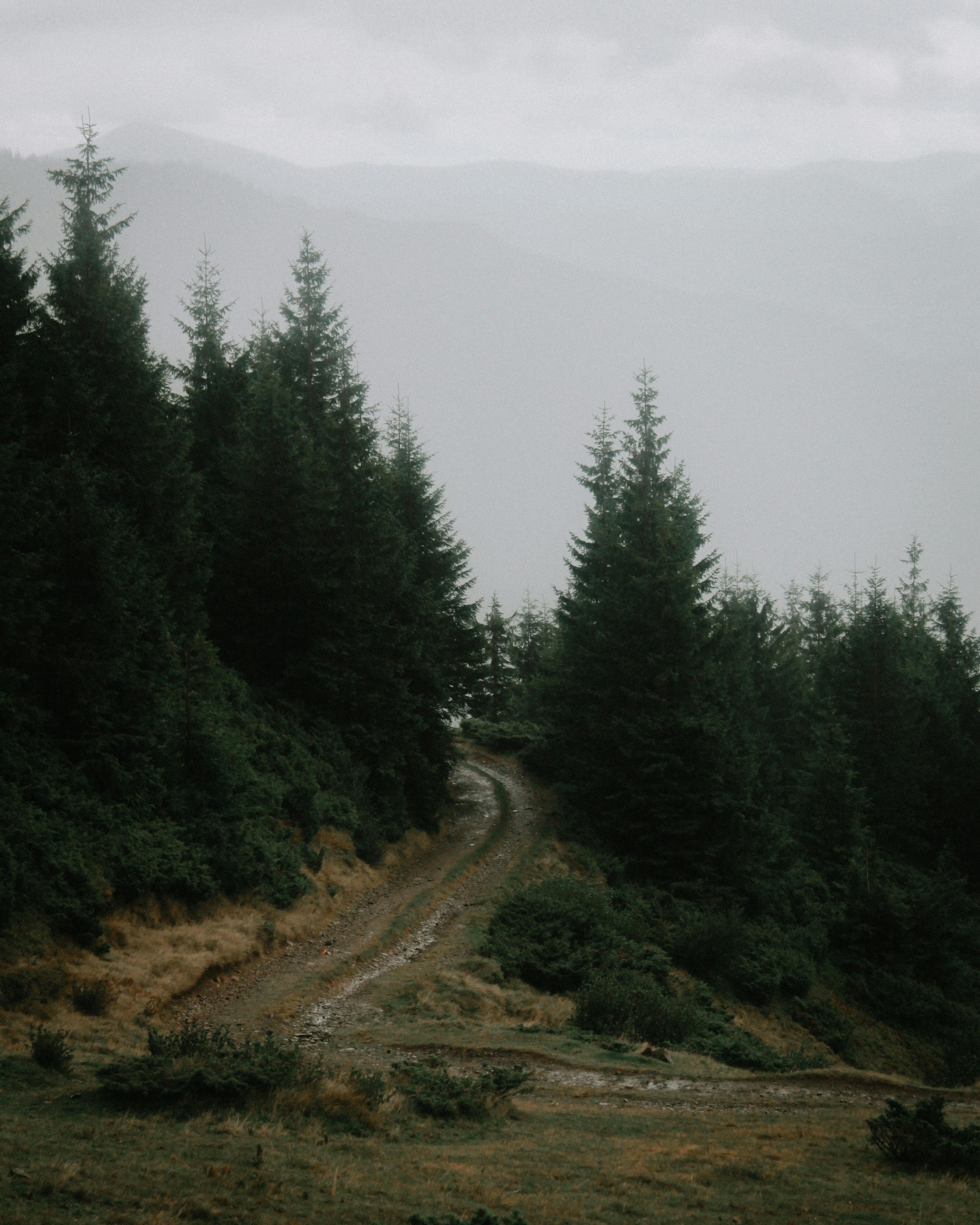 Free Stock Photo of Evergreen Branches — HD Images