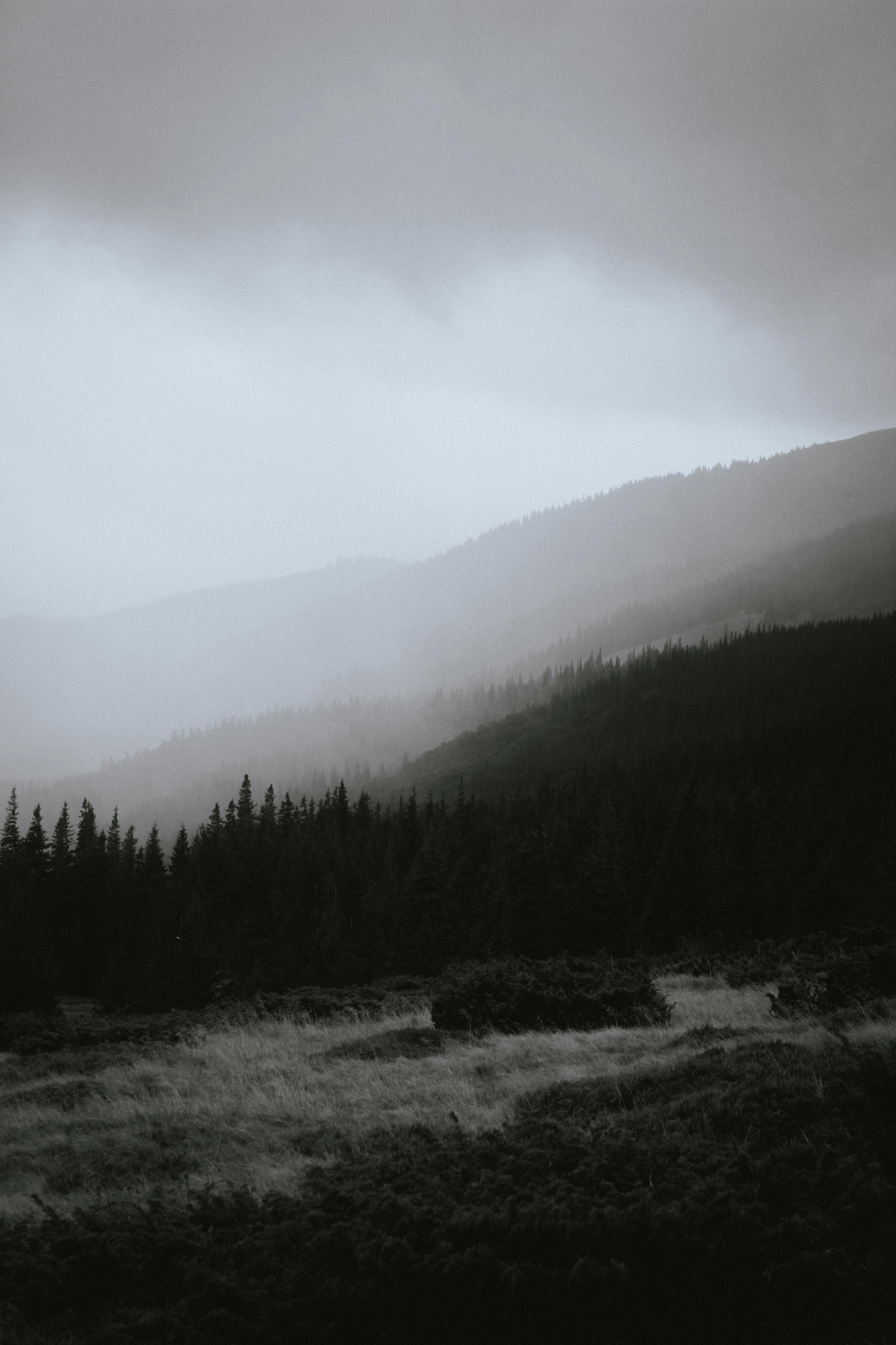 Serene misty mountain landscape features pine forest and grassy foreground.