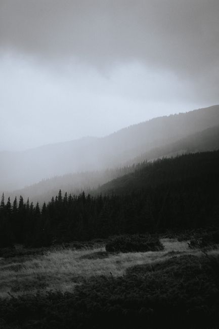 Serene misty mountain landscape features pine forest and grassy foreground.