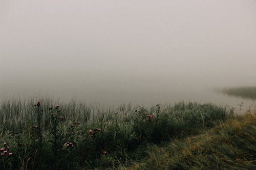 Gratis lagerfoto af græs, t¨åge, tåget Lagerfoto
